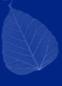 A leaf, at at 12 degree counterclockwise tilt, light blue on blue.